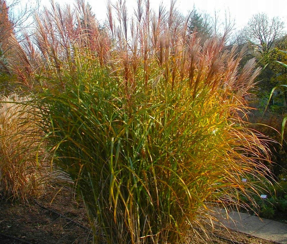 Iarba elefantului "Punktchen" / Miscanthus sinensis "Punktchen" /