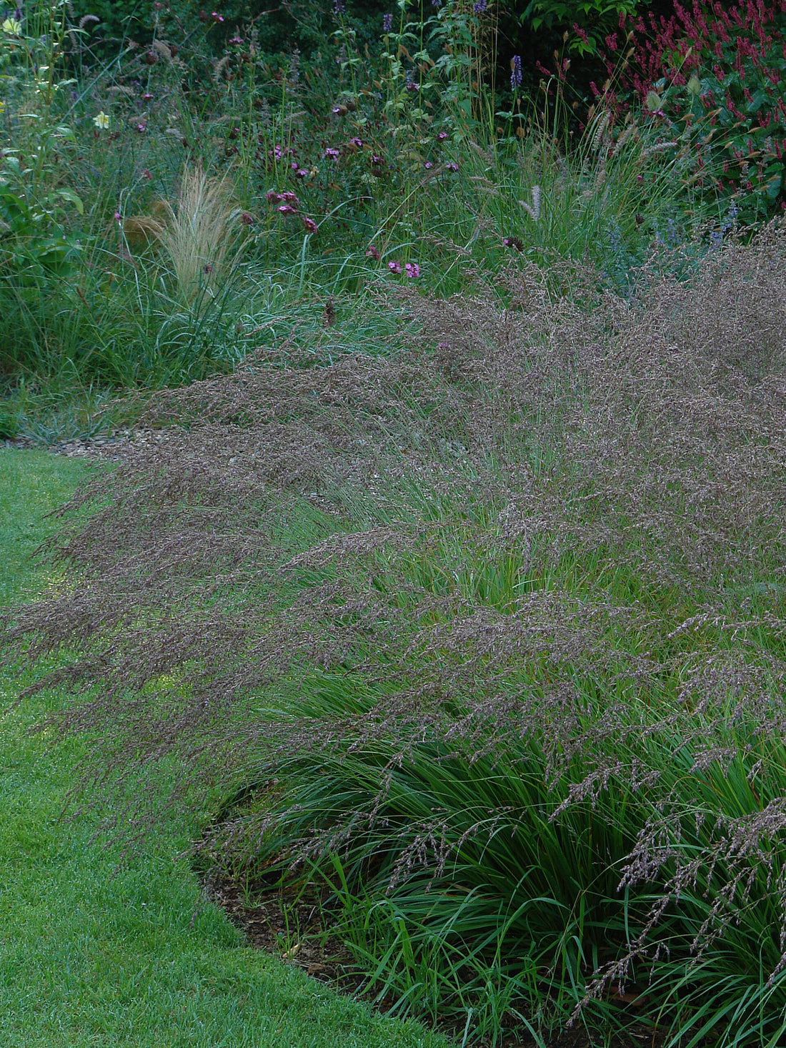 Molinia caerulea &quot;Poul Petersen&quot; by gradina-noastra