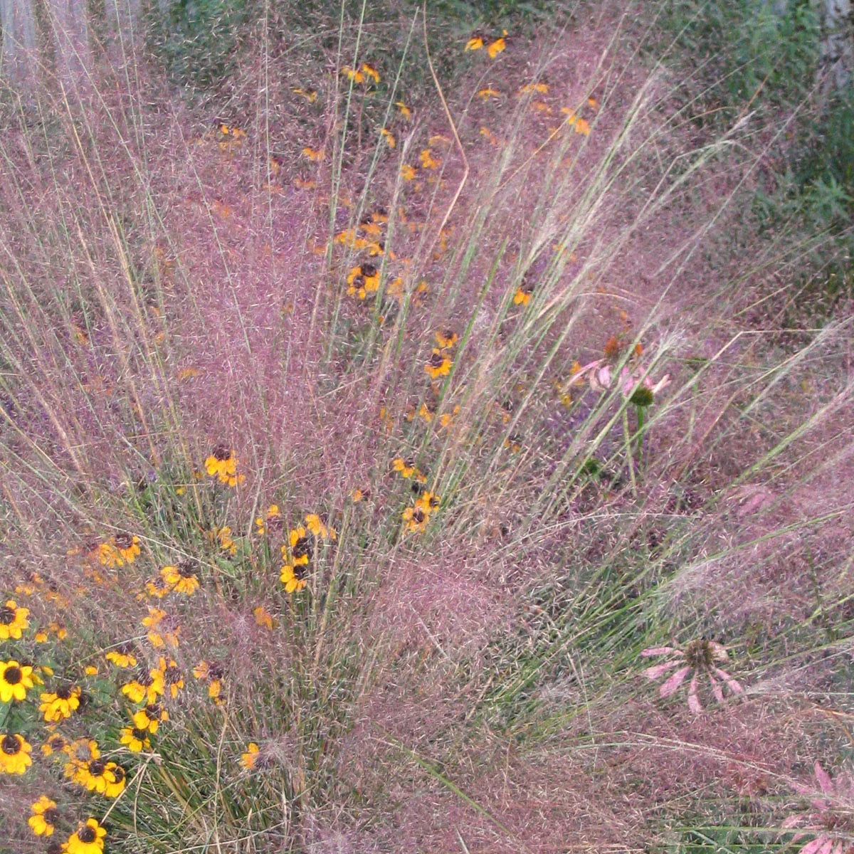 Muhlenbergia capillaris / Muhlenbergia capillaris/ - Gradina Noastra