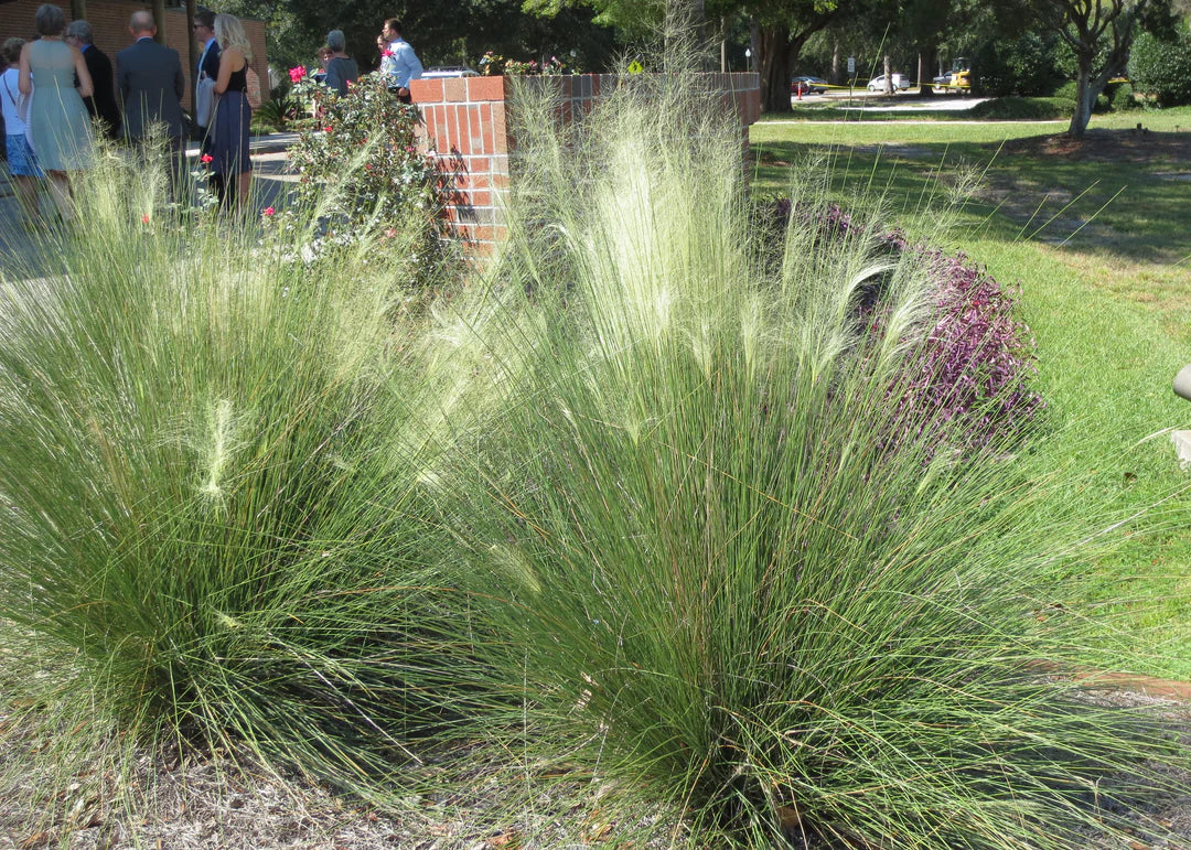 Muhlenbergia capillaris / Muhlenbergia capillaris/ - Gradina Noastra