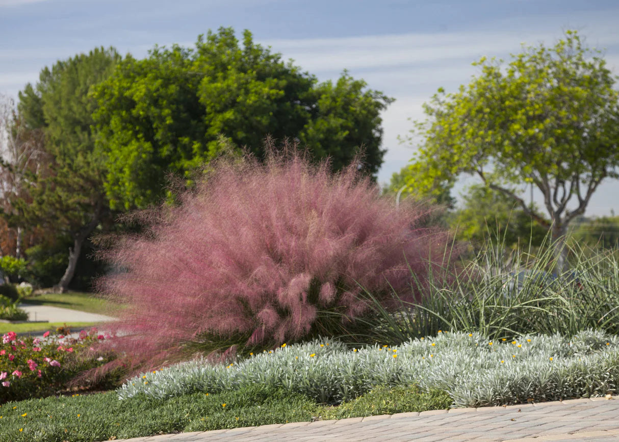 Muhlenbergia capillaris / Muhlenbergia capillaris/ - Gradina Noastra