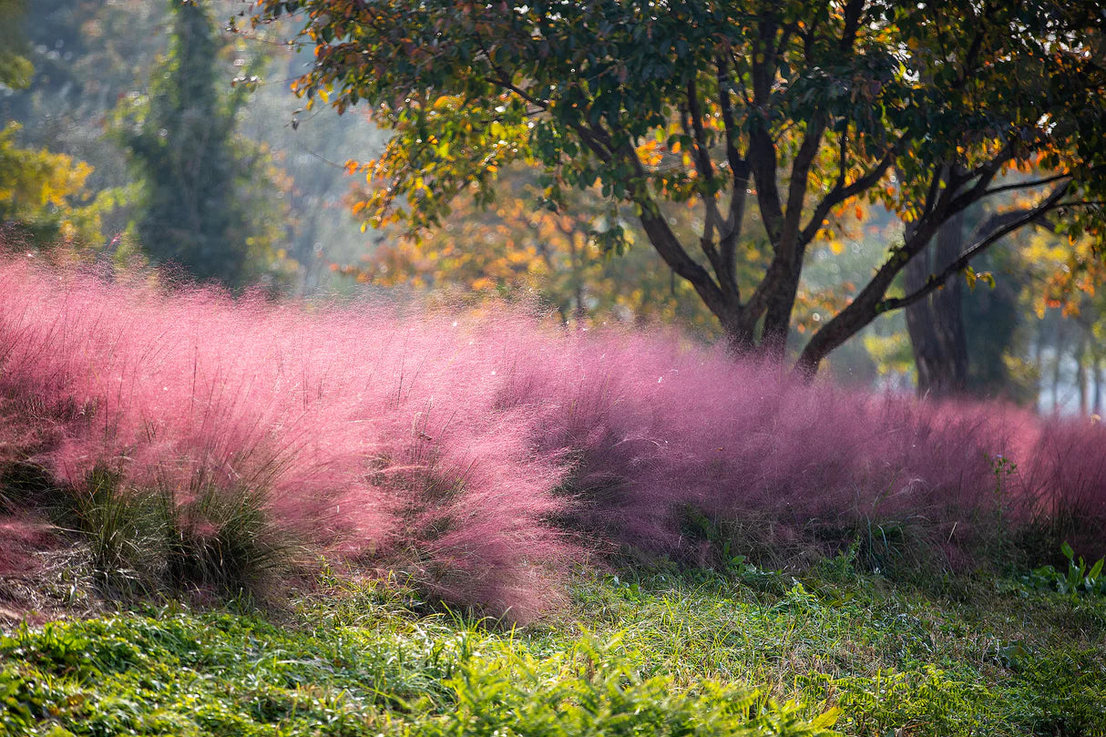 Muhlenbergia capillaris / Muhlenbergia capillaris/ - Gradina Noastra