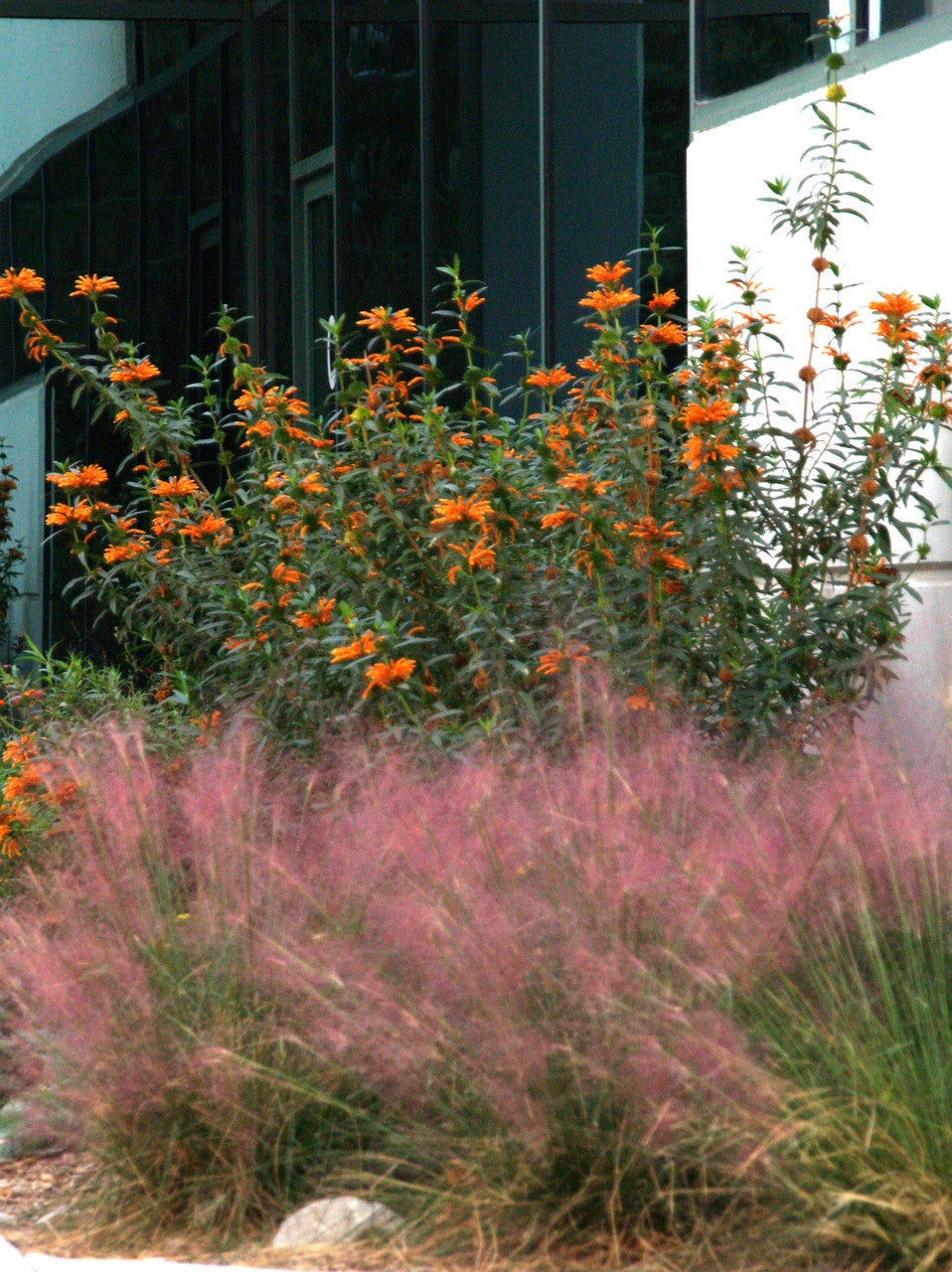 Muhlenbergia capillaris / Muhlenbergia capillaris/ - Gradina Noastra