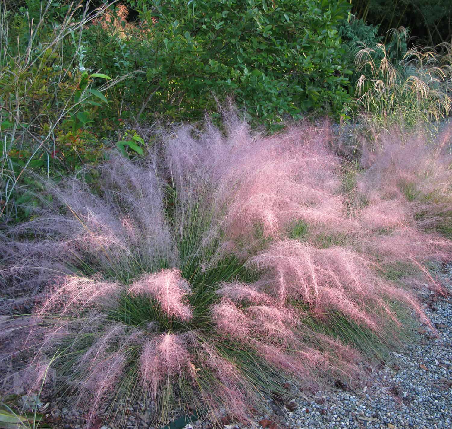 Muhlenbergia capillaris / Muhlenbergia capillaris/ - Gradina Noastra
