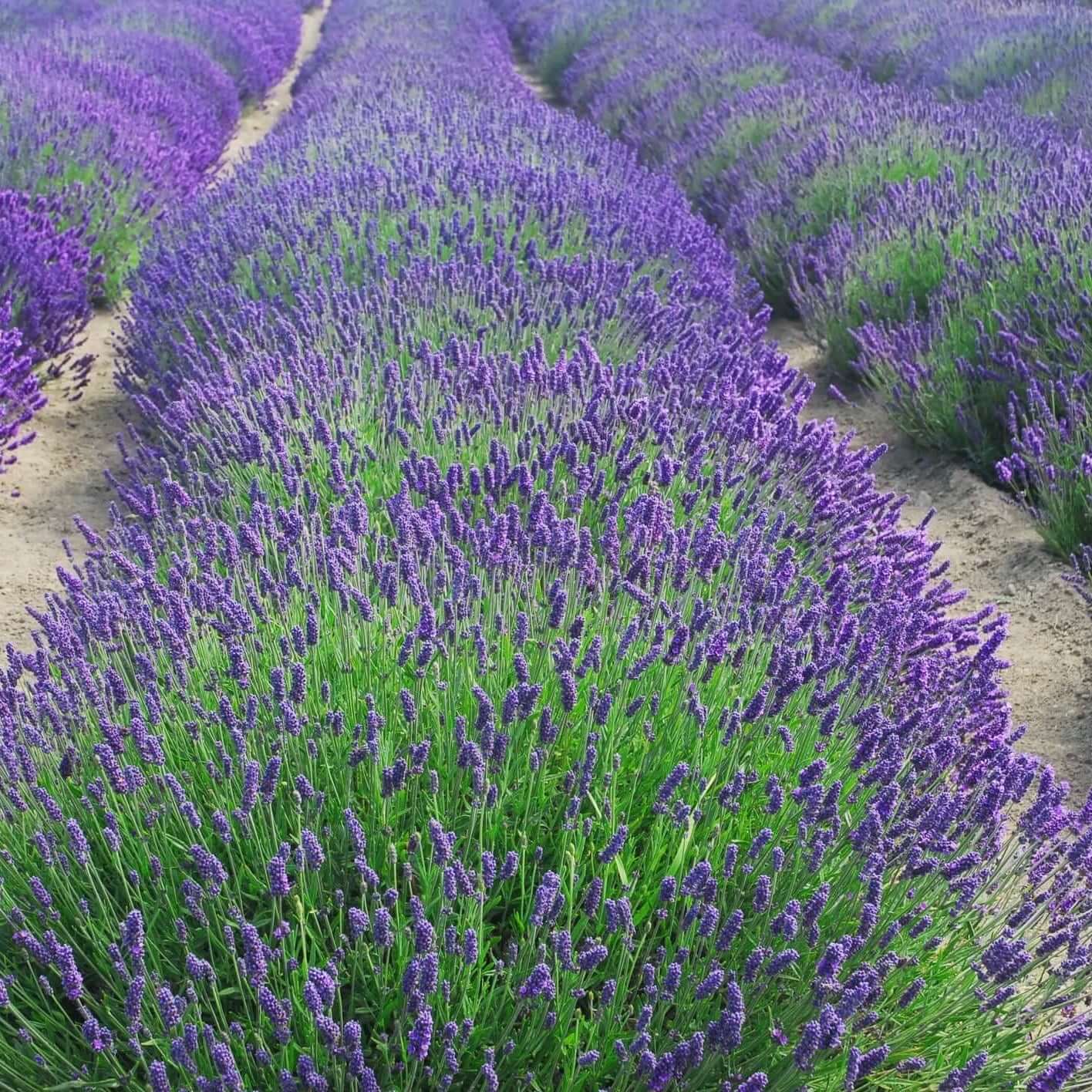 Lavanda Englezeasca  "Munstead" - /Lavandula angustifolia "Munstead"/ - Gradina Noastra