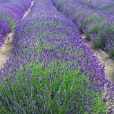 Lavanda Englezeasca  "Munstead" - /Lavandula angustifolia "Munstead"/ - Gradina Noastra