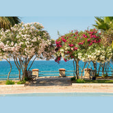 Leandru tufa diferite culori / Nerium oleander/ - Gradina Noastra
