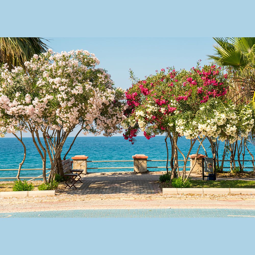 Leandru tufa diferite culori / Nerium oleander/ - Gradina Noastra