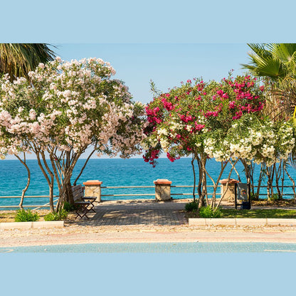 Leandru tufa diferite culori / Nerium oleander/ - Gradina Noastra