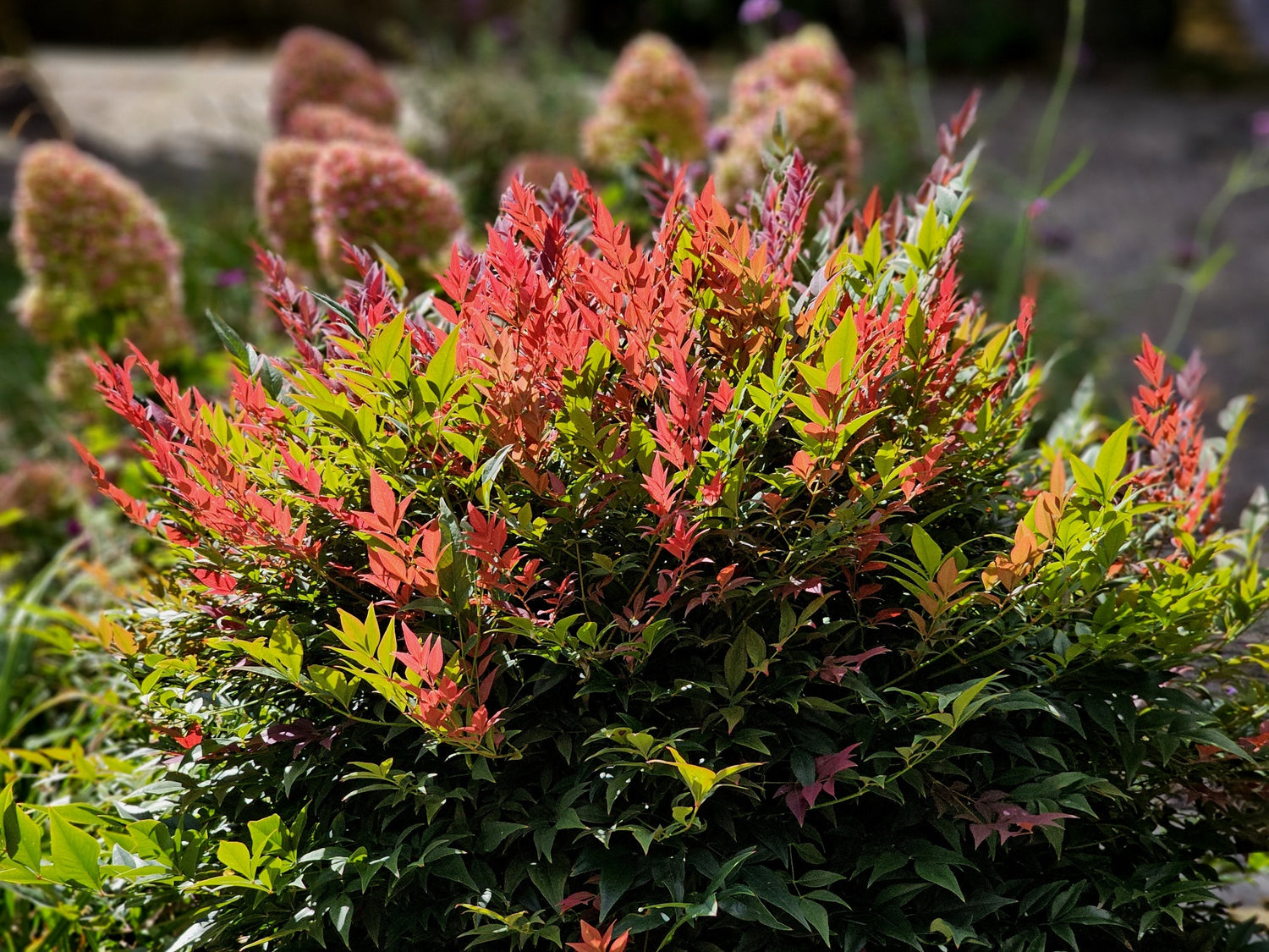 Bambus sfant " Obsessed " / Nandina domestica "Obsessed"/