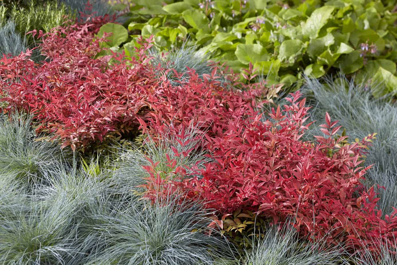 Bambus sfant " Obsessed " / Nandina domestica "Obsessed"/