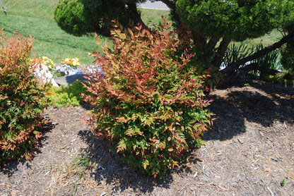 Bambus sfant " Gulf Stream" / Nandina domestica "Gulf Stream"/ - Gradina Noastra