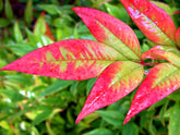 Bambus sfant " Moon Bay" / Nandina domestica "Moon Bay"/ - Gradina Noastra