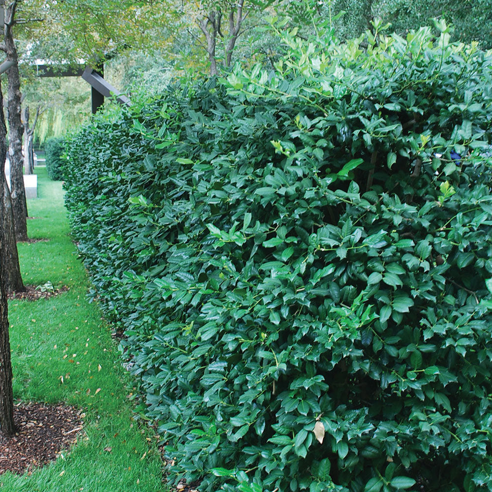 Ilex Nellie Stevens tufa / Ilex mutchagara „Nellie R. Stevens”/