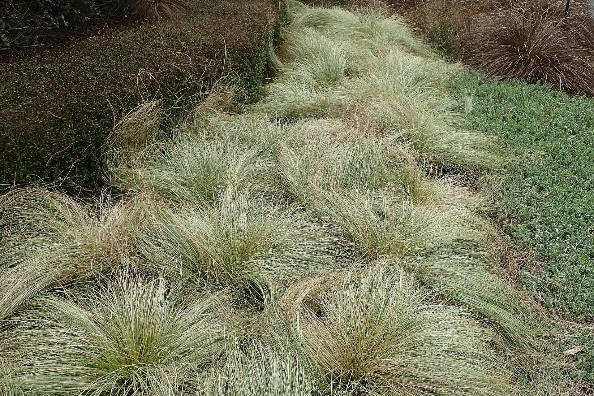 Carex morrowii "Frosted Curls"