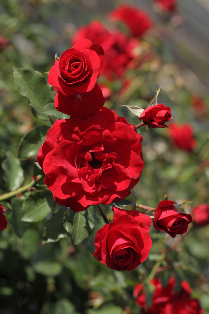 Trandafir floribunda "Nina Weibull"/ Rosa floribunda "Nina Weibull"/