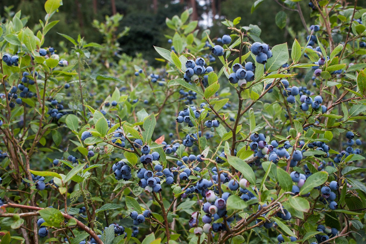 Afin Mix / Vaccinium Corymbosum /