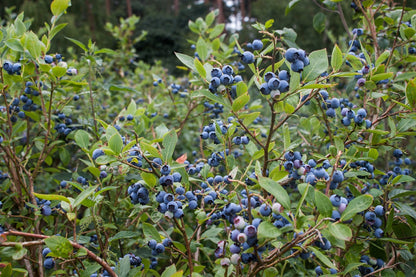 Afin Mix / Vaccinium Corymbosum /