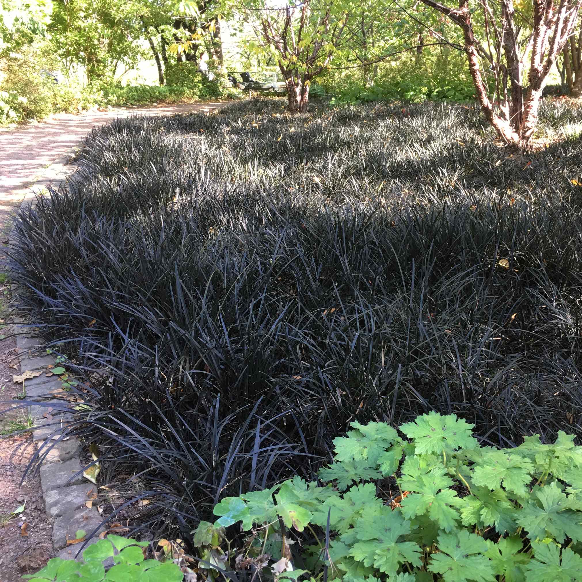 Ophiopogon planiscapus &