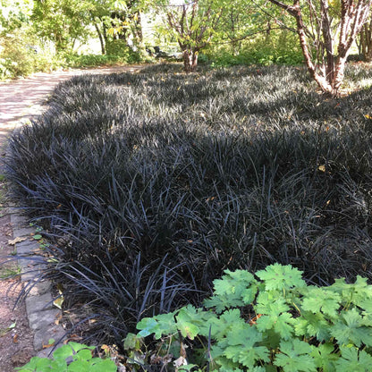 Ophiopogon planiscapus &