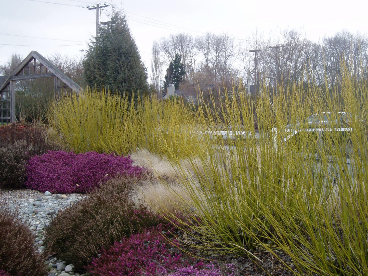 Corn „Flaviramea" / Cornus stolonifera „Flaviramea"/