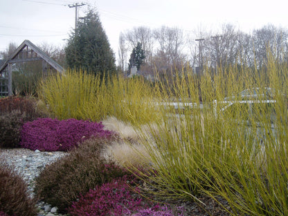 Corn „Flaviramea" / Cornus stolonifera „Flaviramea"/