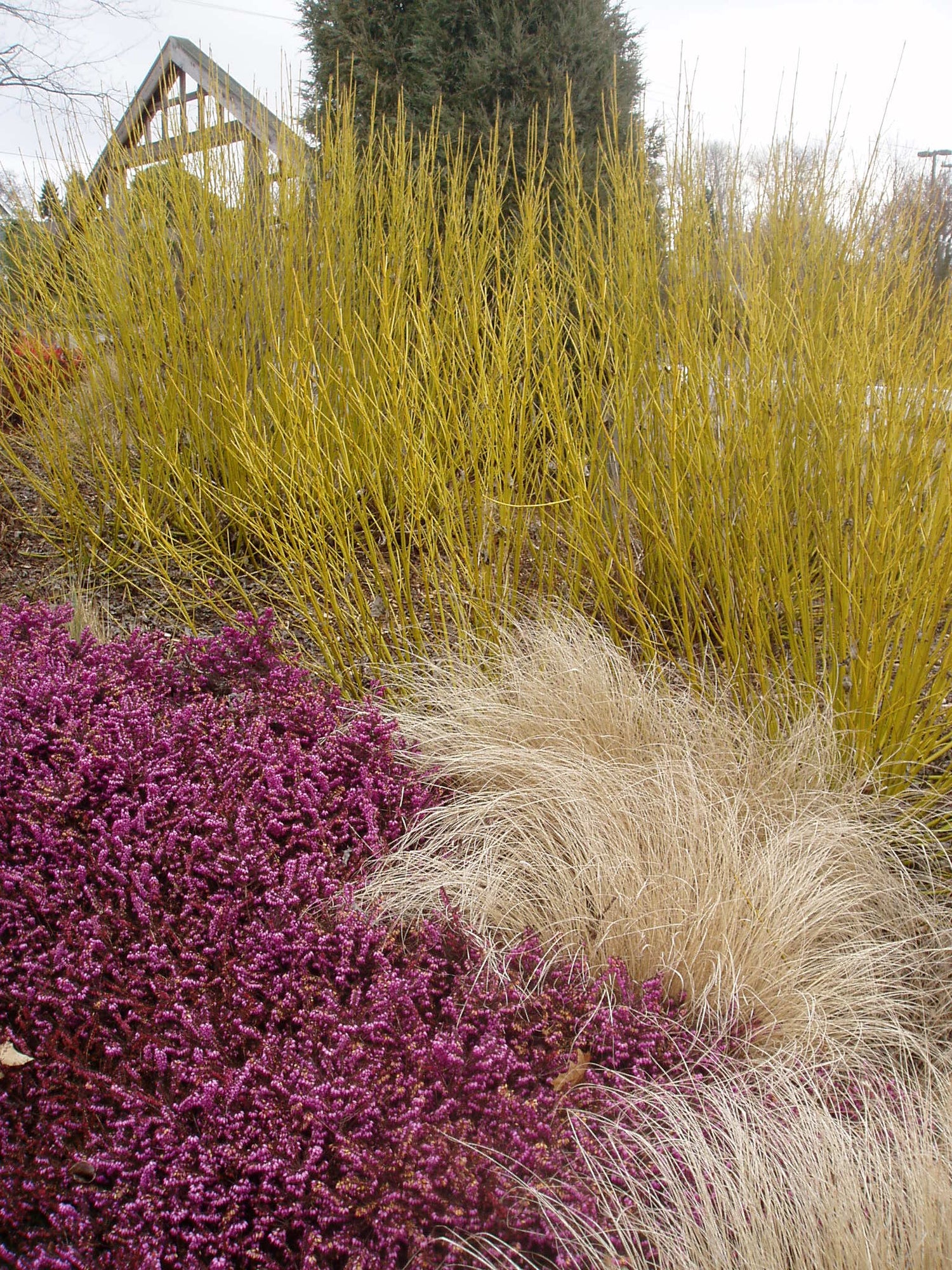 Corn „Flaviramea" / Cornus stolonifera „Flaviramea"/