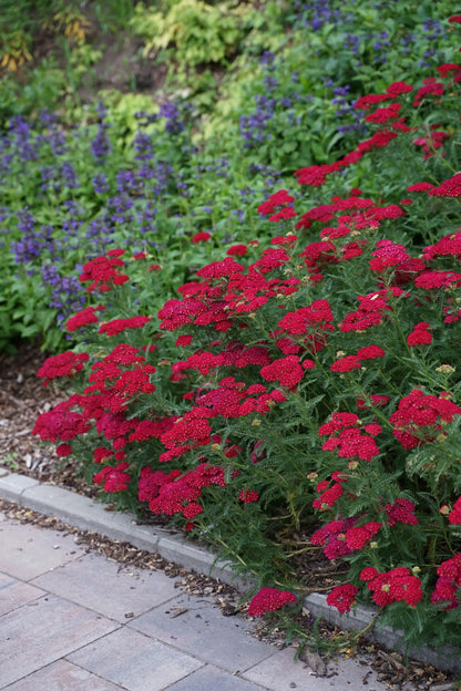 Achillea millefolium "Pomegranate"
