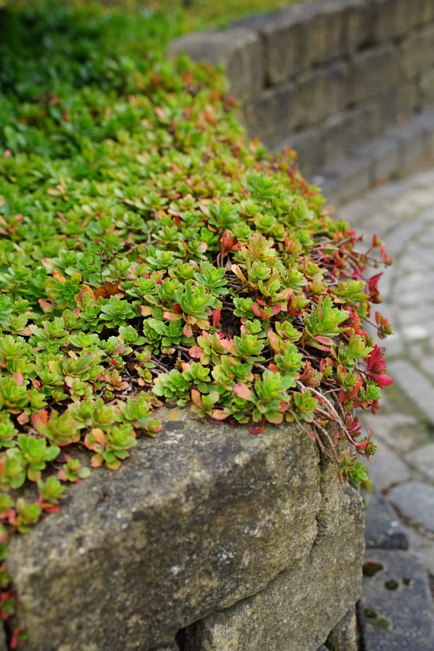 Iarba grasa &quot;Album Superbum&quot;0.10 - 0.20 m / Sedum spurium &quot;Album Superbum&quot;/