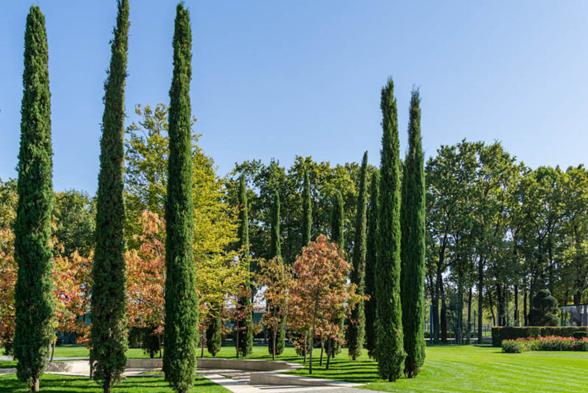 Chiparos de Italia / Cupressus sempervirens "Pyramidalis" /