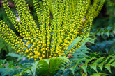 Mahonie "Charity" / Mahonia x media "Charity" / - Gradina Noastra