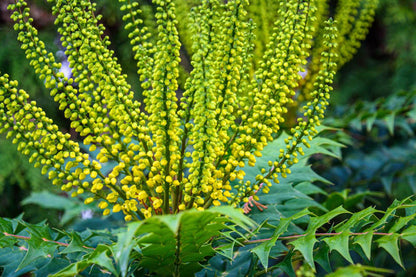 Mahonie "Charity" / Mahonia x media "Charity" / - Gradina Noastra