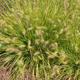 Pennisetum alopecuroides "JS Jommenik" - Gradina Noastra