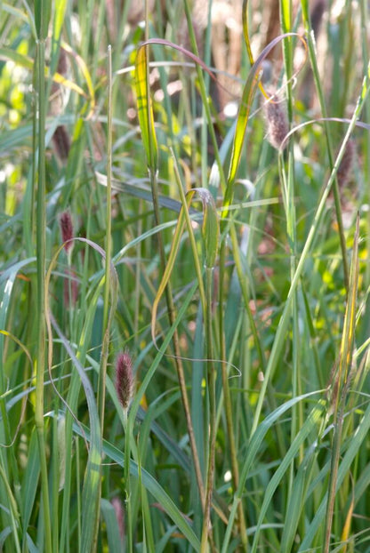 Pennisetum alopecuroides "Red Bunny Tales" / Pennisetum alopecuroides "Red Bunny Tales"/