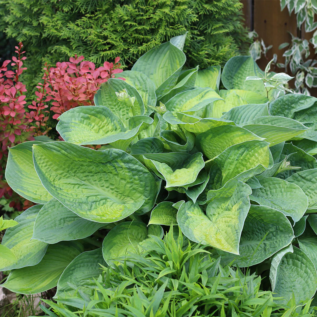 Crin de toamna "Guacamole" / Hosta "Guacamole" - Gradina Noastra