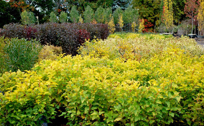 Physocarpus "Dart&
