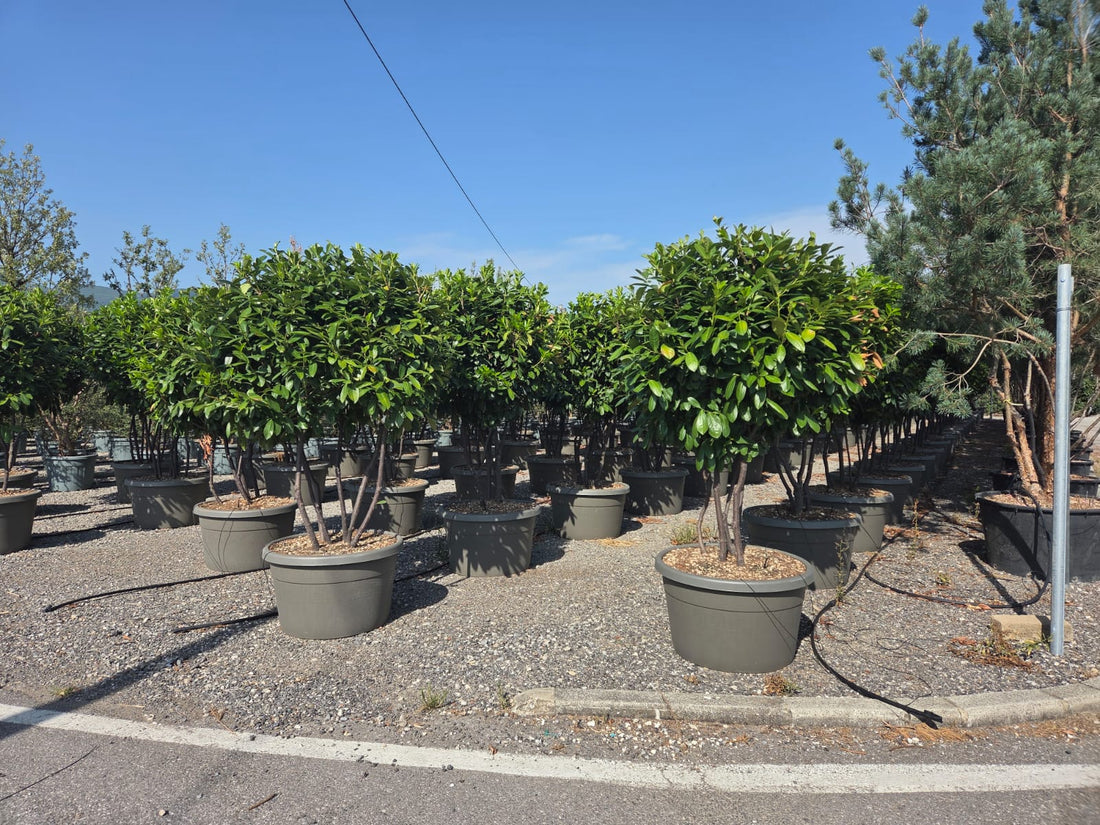 Laur englezesc "Novita" multitulpinal / Prunus laurocerasus" Novita"/