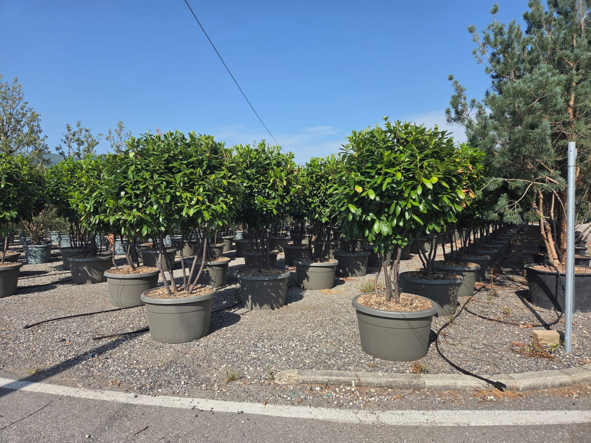 Laur englezesc "Novita" multitulpinal / Prunus laurocerasus" Novita"/