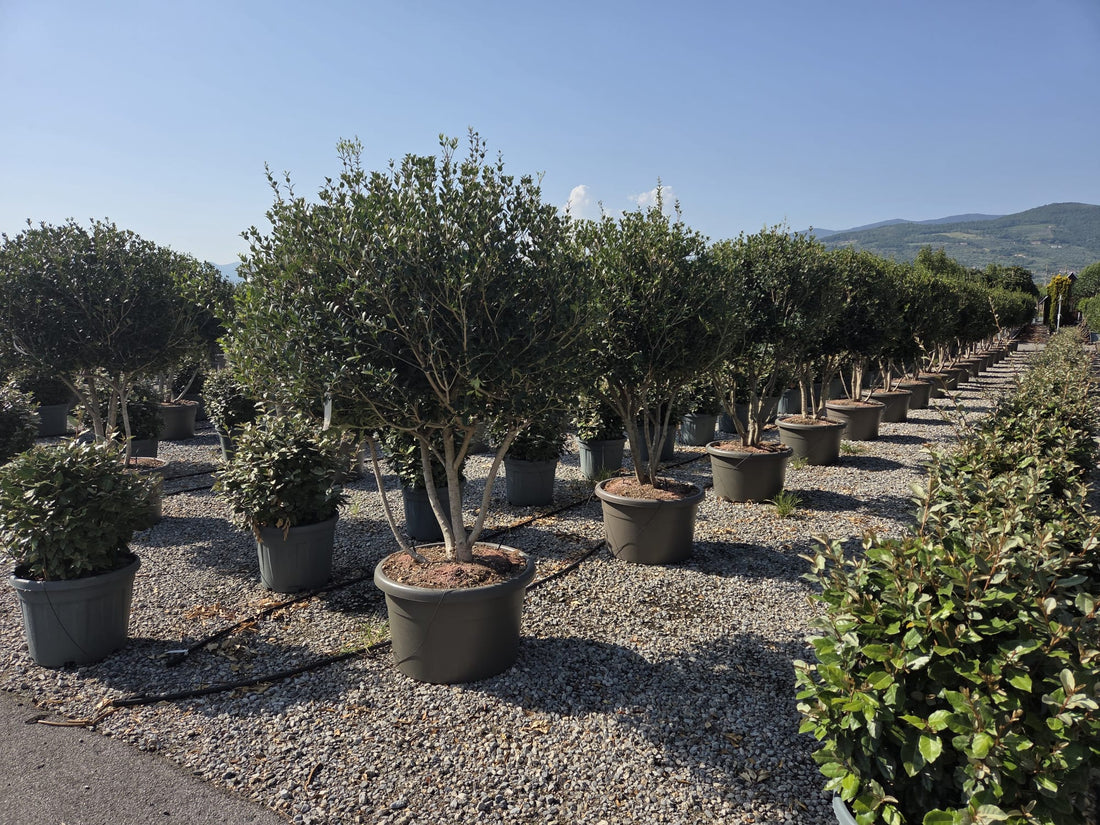 Ilex fals Multitulpinal  / Osmanthus heterophyllus