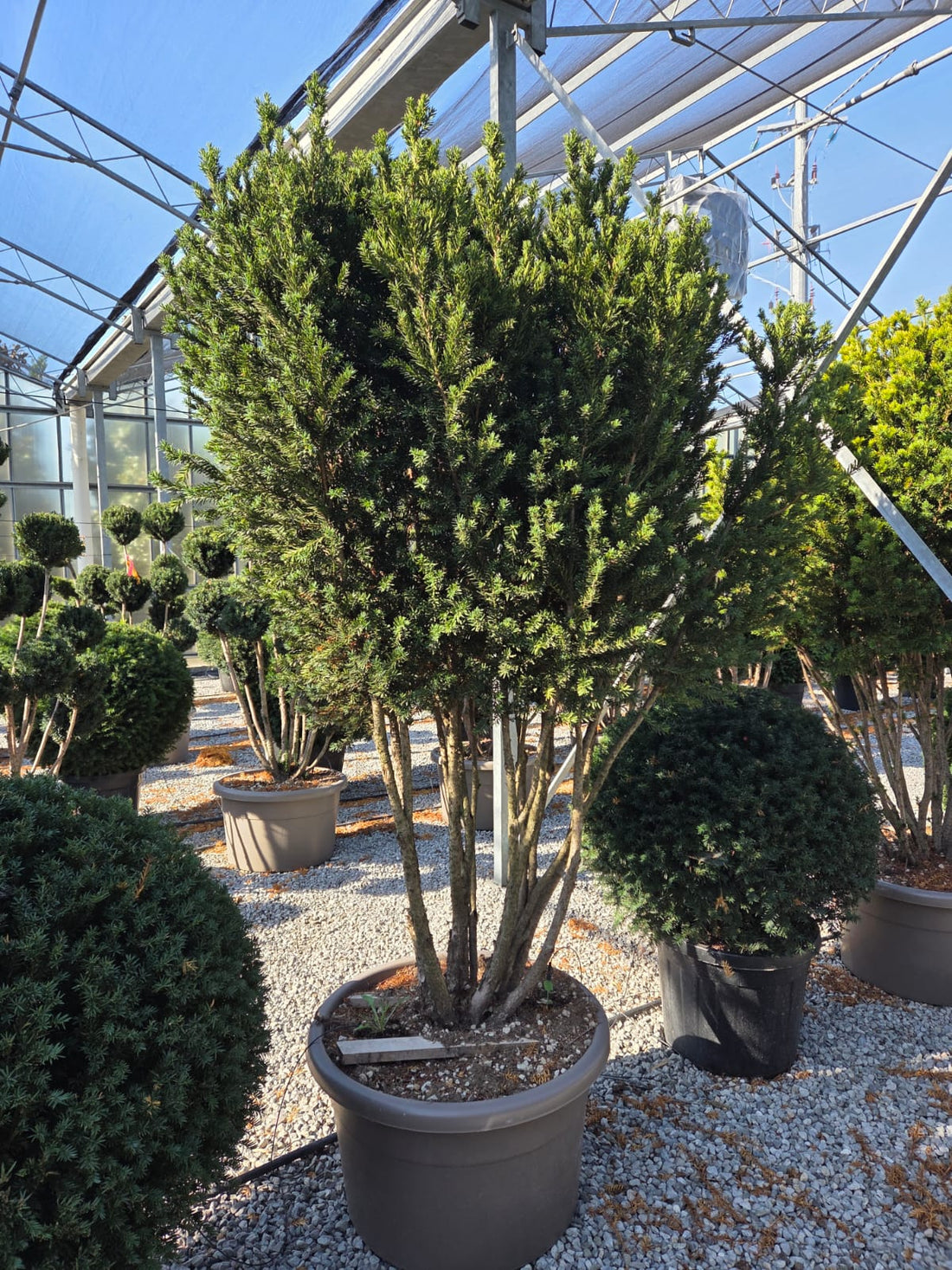 Tisa "Hillii" Multitulpinal  / Taxus x media "Hillii"