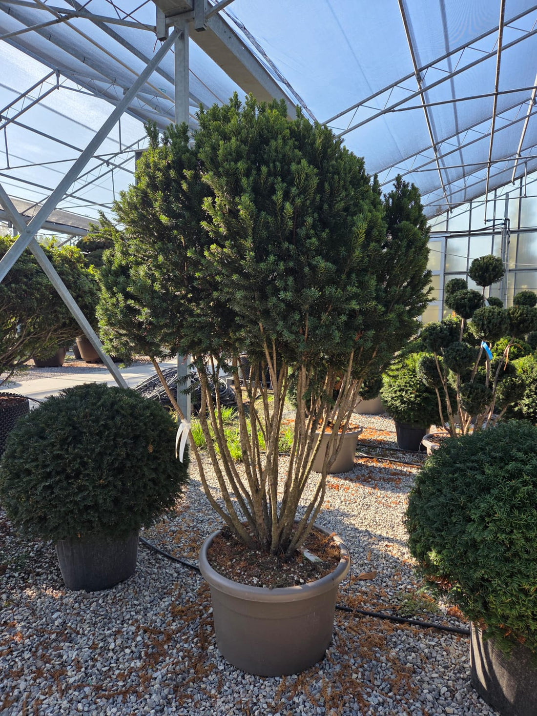 Tisa "Hillii" Multitulpinal  / Taxus x media "Hillii"