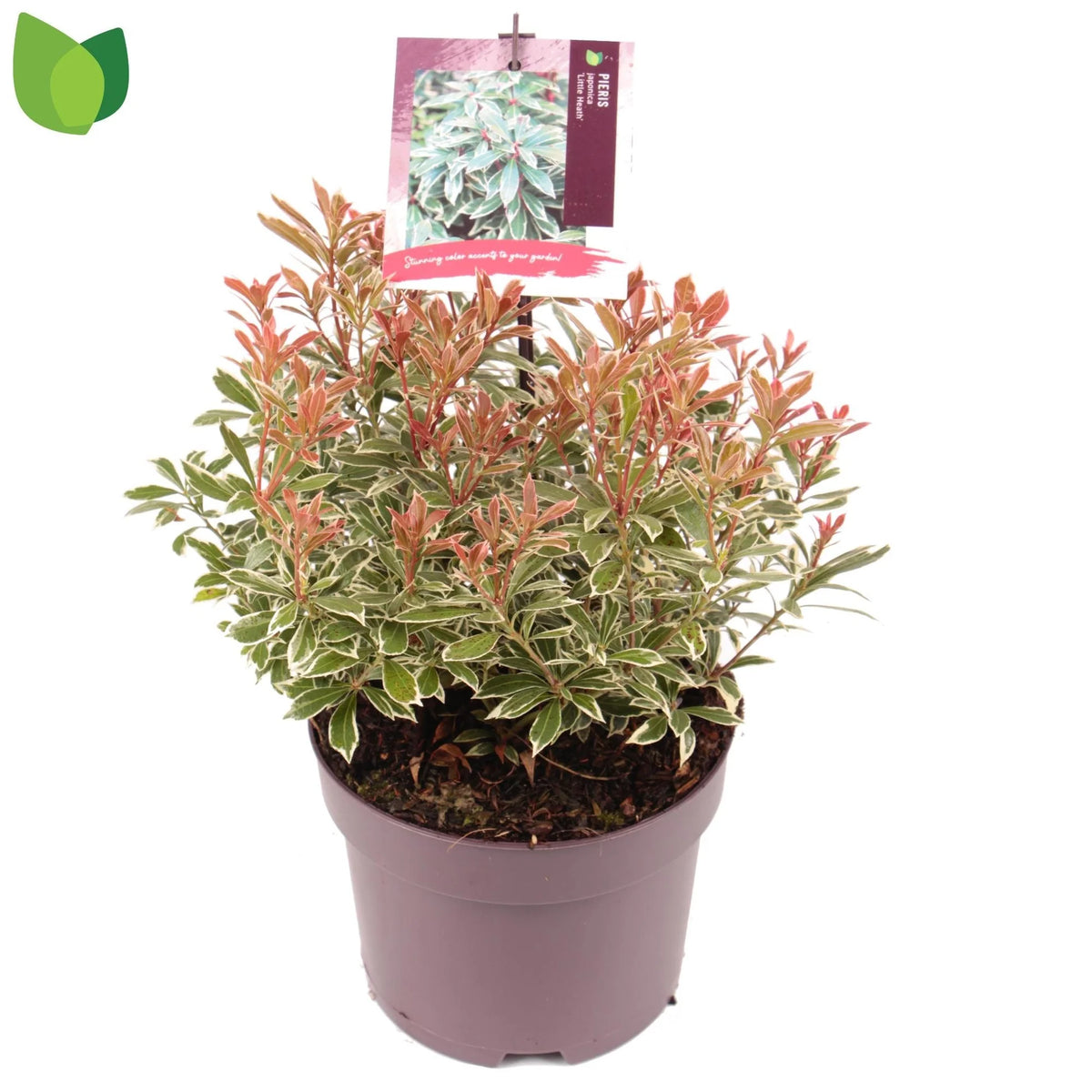 Andromeda japoneza mix/pret pe buc /Pieris japonica Flaming Silver/Pieris japonica Bonfire/Pieris japonica Sinfonia/Pieris japonica Mountain Fire/Pieris japonica Prelude/
