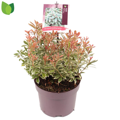 Andromeda japoneza mix/pret pe buc /Pieris japonica Flaming Silver/Pieris japonica Bonfire/Pieris japonica Sinfonia/Pieris japonica Mountain Fire/Pieris japonica Prelude/