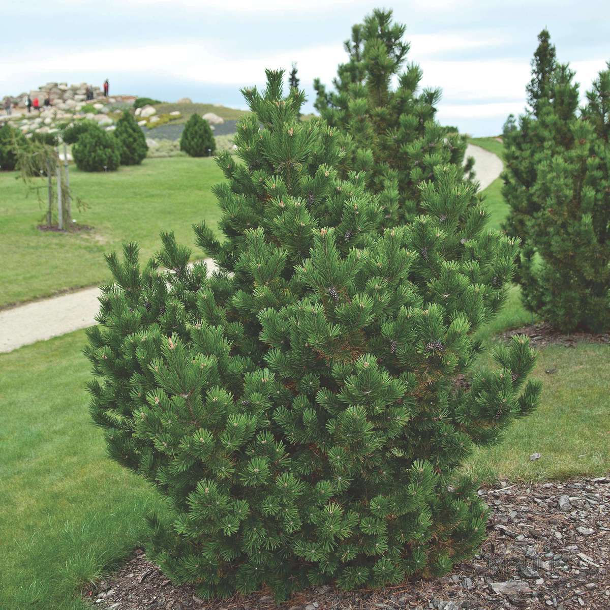 Pin pitic "Gnom" / Pinus mugo "Gnom" /