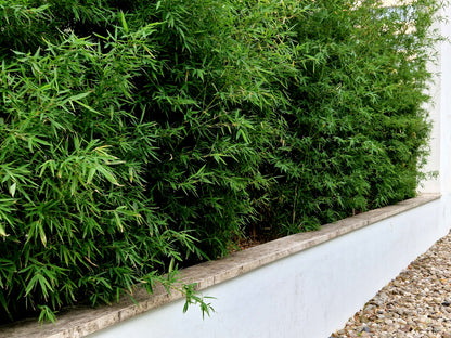 Bambus vesnic verde pitic „Rufa” / Fargesia murielae „Rufa”  /