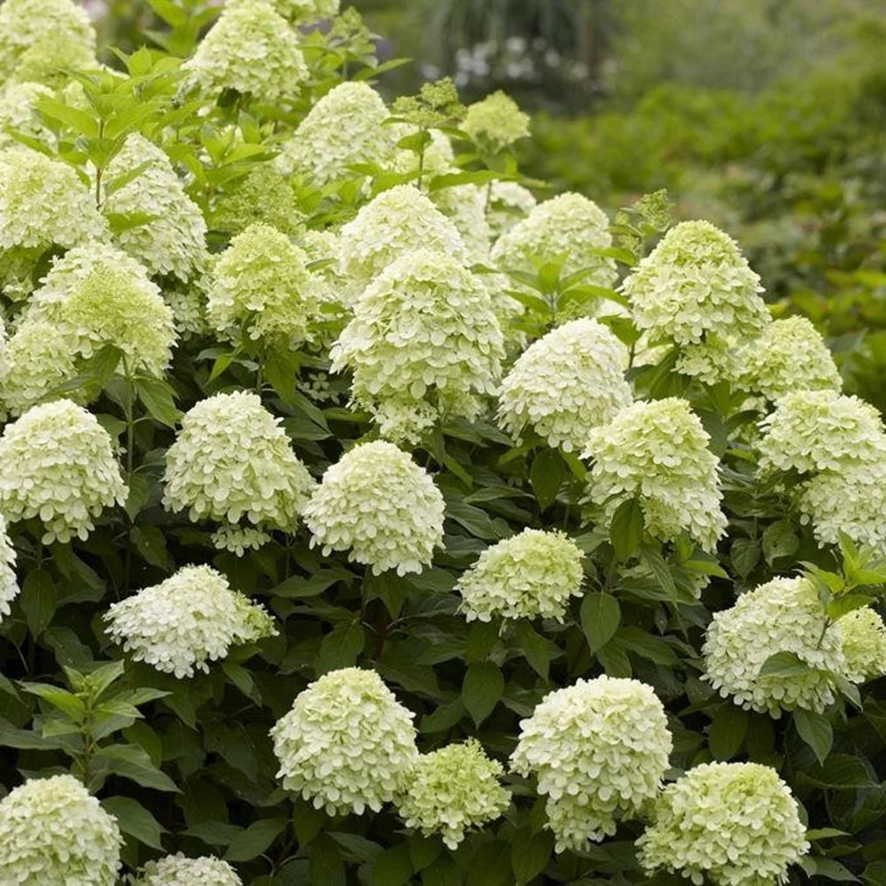 Hydrangea &quot;Maman Rose&quot; 0.50 - 0.70 m / Hydrangea macr. &quot;Mother Rose&quot;/