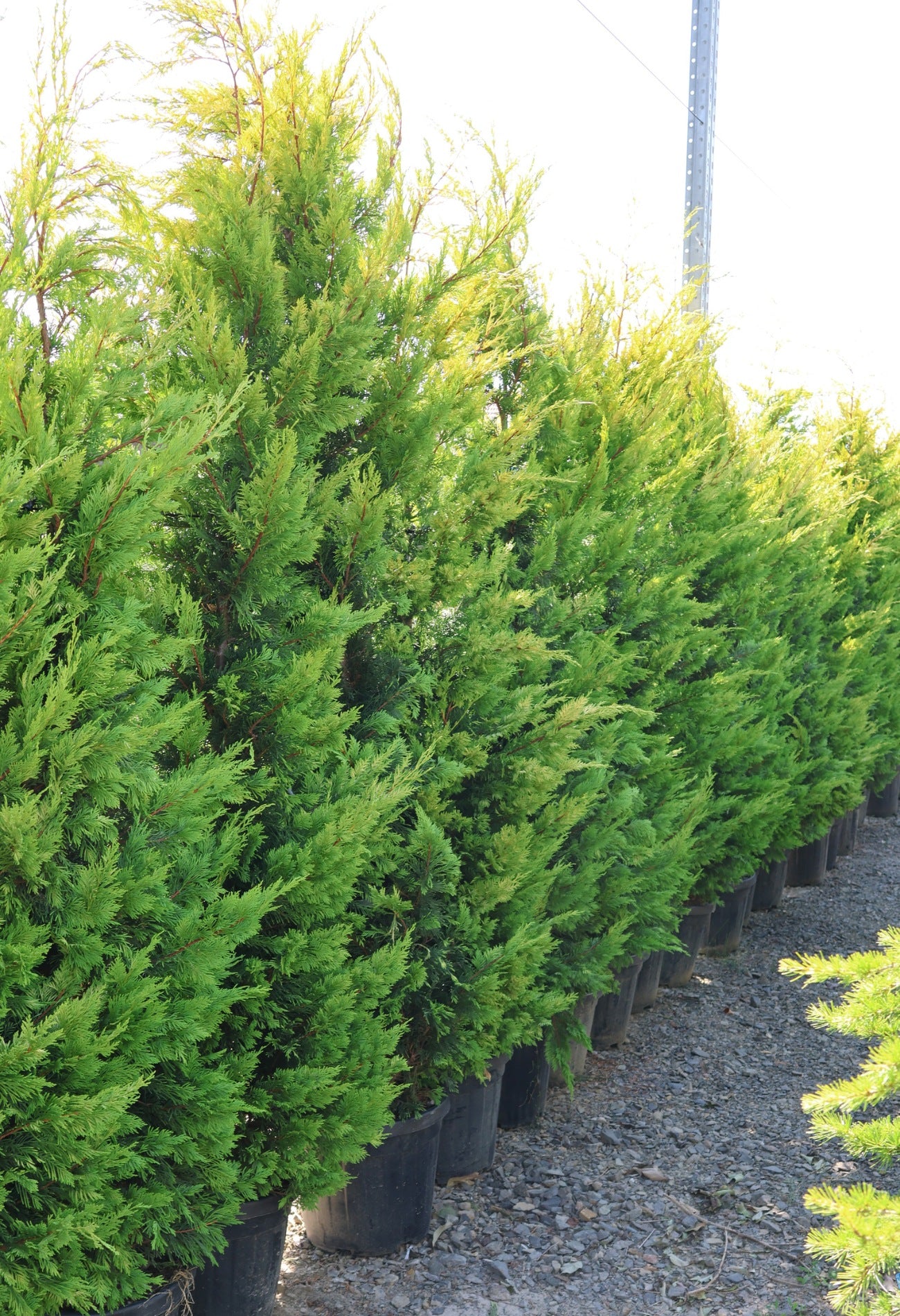 Chiparos leylandii "Gold Rider " / Cupressocyparis leylandii "Gold Rider "/