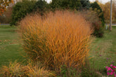 Panicum virgatum "Heavy Metal" - Gradina Noastra