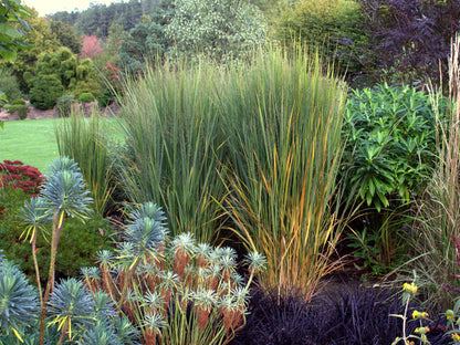 Panicum virgatum "North Wind" - Gradina Noastra