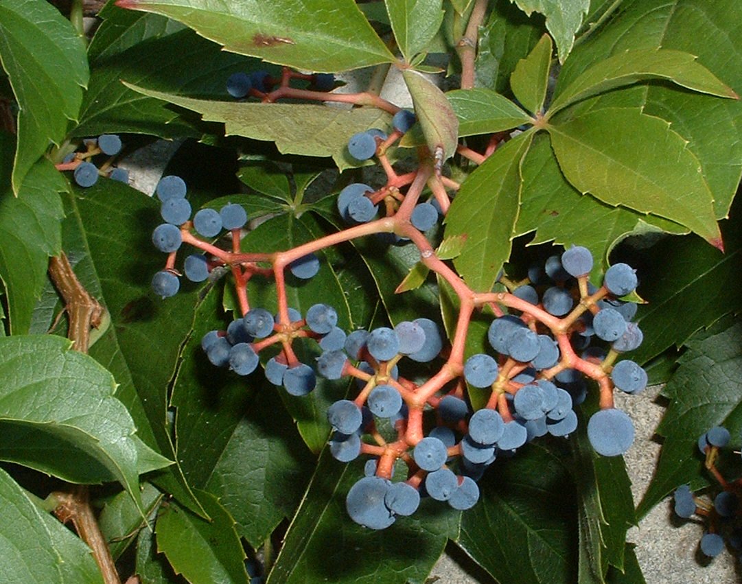 Viță de Canada 0.50 m / Parthenocissus mix /